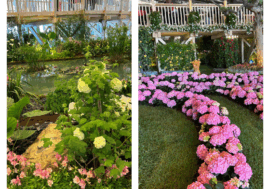 Euroflora colora Genova. Fiori e piante dal mondo in esposizione fino al 4 maggio