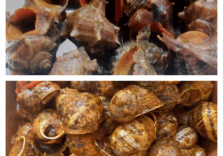 Sfida gastronomica: lumache di mare o quelle di terra? Stasera gara da “Luigin” con il sughetto del granchio blu
