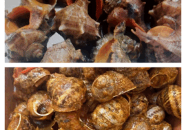 Sfida gastronomica: lumache di mare o quelle di terra? Stasera gara da “Luigin” con il sughetto del granchio blu