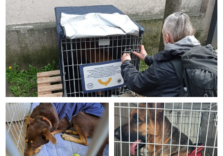 Milano, il Comune aderisce al progetto “Amici di strada” istallando appositi box