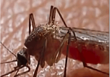 “West Nile”, due casi in Lombardia