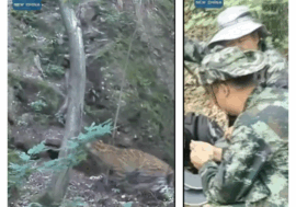 Cina: avvistato un raro leopardo in una riserva naturale nel nord-ovest del Paese