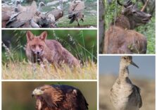 Milano, ‘Il veleno dopo lo sparo’: al Museo di storia naturale mostra sull’ambiente