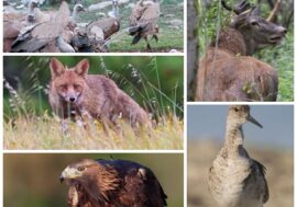 Milano, ‘Il veleno dopo lo sparo’: al Museo di storia naturale mostra sull’ambiente