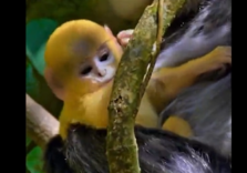 Cina: cucciolo di langur dal manto dorato avvistato nello Yunnan
