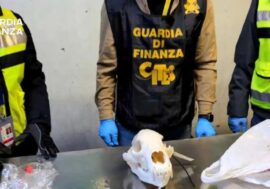 Sequestrato il cranio di un orso bruno all’aeroporto di Malpensa