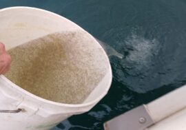 Nei laghi di Garda e Iseo immessi 33 milioni di coregoni