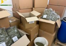 Scoperta in provincia di Varese una società che produceva e confezionava marijuana: arrestati i sei responsabili / Video