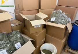 Scoperta in provincia di Varese una società che produceva e confezionava marijuana: arrestati i sei responsabili / Video