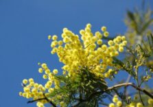 Supermercati ‘Il Gigante’: 8 Marzo e mimose nel segno della tradizione
