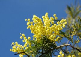 Supermercati ‘Il Gigante’: 8 Marzo e mimose nel segno della tradizione