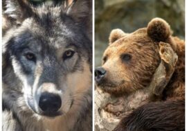 Orsi e lupi: il ritorno dei grandi predatori in Lombardia