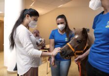 La cavallina Trilly, abituata a visitate Casa Sollievo Bimbi, protagonista del libro “Un pony molto speciale”
