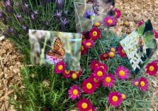 Dal 15 al 17 maggio esplorazioni, escursioni e attività aperte a tutti al Parco Valle del Lambro con BioBlitz Lombardia