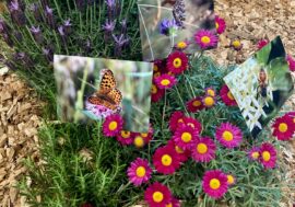 Dal 15 al 17 maggio esplorazioni, escursioni e attività aperte a tutti al Parco Valle del Lambro con BioBlitz Lombardia