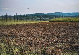 Bracciante muore mentre raccoglie angurie nel Mantovano, al vaglio l’ipotesi malore legato al caldo
