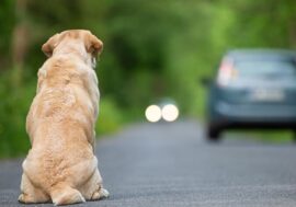 “Guardalo negli occhi. E ora abbandonalo, se ce la fai”: lo slogan di MIAV per aiutare i nostri amici a 4 zampe in difficoltà
