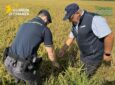 Pavia, scoperta una maxi frode sul riso biologico: profitti illeciti per oltre 10 milioni di euro