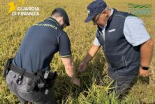 Pavia, scoperta una maxi frode sul riso biologico: profitti illeciti per oltre 10 milioni di euro
