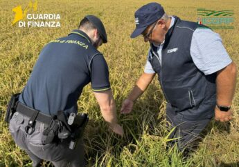 Pavia, scoperta una maxi frode sul riso biologico: profitti illeciti per oltre 10 milioni di euro