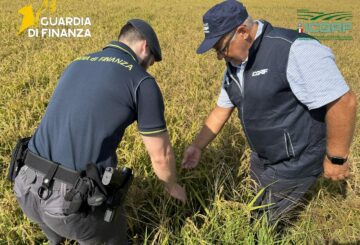 Pavia, scoperta una maxi frode sul riso biologico: profitti illeciti per oltre 10 milioni di euro