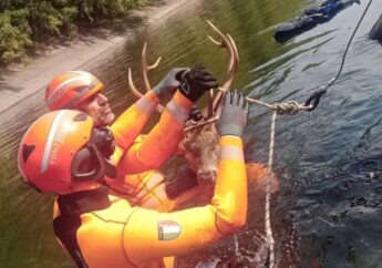 A Castano Primo i Vigili del fuoco salvano un cervo rimasto intrappolato nelle acque del Canale Villoresi