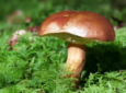 Funghi, ATS Milano offre controlli gratuiti per prevenire le intossicazioni