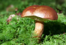 Funghi, ATS Milano offre controlli gratuiti per prevenire le intossicazioni