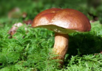Funghi, ATS Milano offre controlli gratuiti per prevenire le intossicazioni
