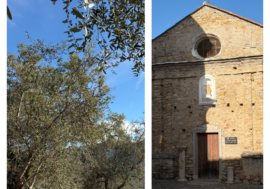 Il tesoro delle valli sopra Imperia: l’olio taggiasco da ammirare e gustare