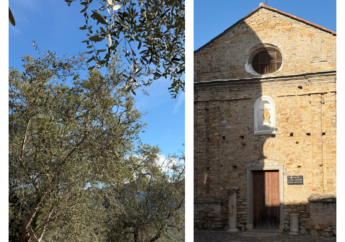 Il tesoro delle valli sopra Imperia: l’olio taggiasco da ammirare e gustare