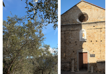 Il tesoro delle valli sopra Imperia: l’olio taggiasco da ammirare e gustare