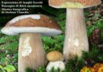 Al Museo di Storia Naturale di Milano la 53ª edizione della tradizionale Mostra Micologica e Botanica